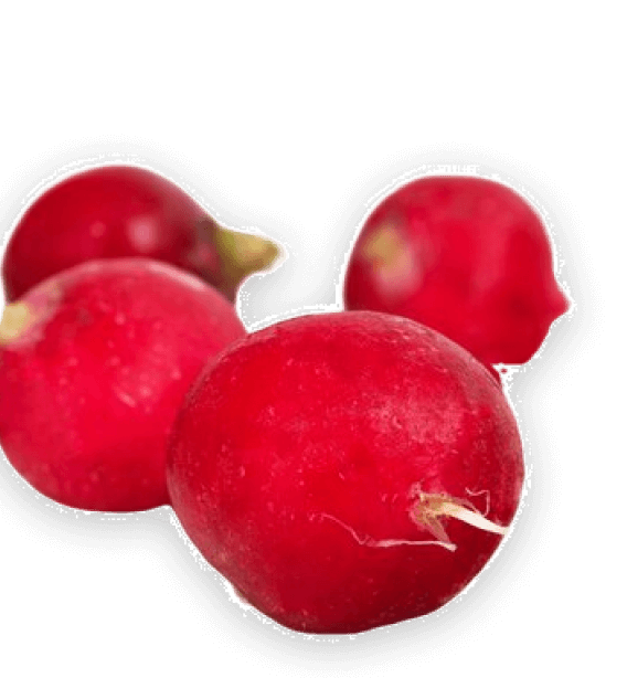 Fresh Radish